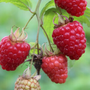 Raspberries