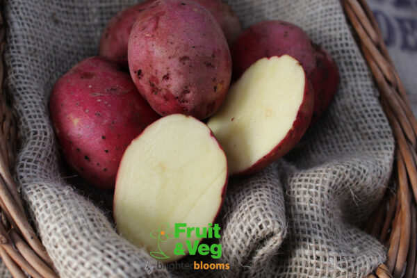 Seed Potato Red Duke of York - Image 3