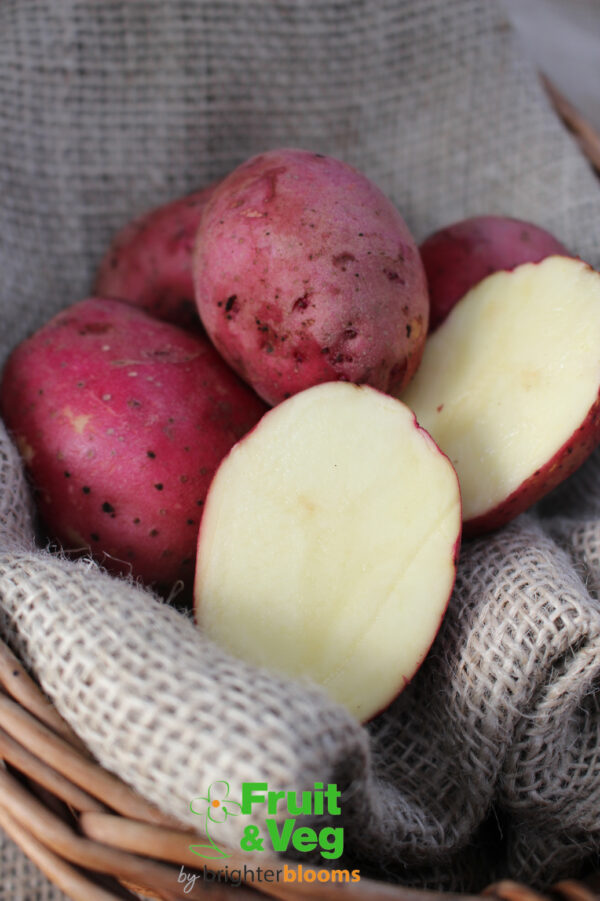 Seed Potato Red Duke of York - Image 4