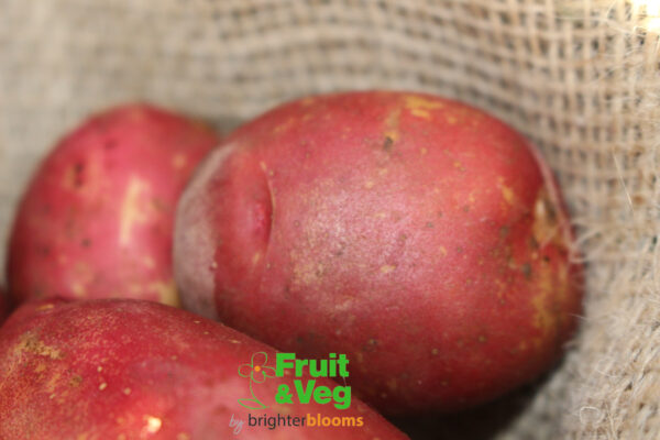 Seed Potato Red King Edward - Image 3