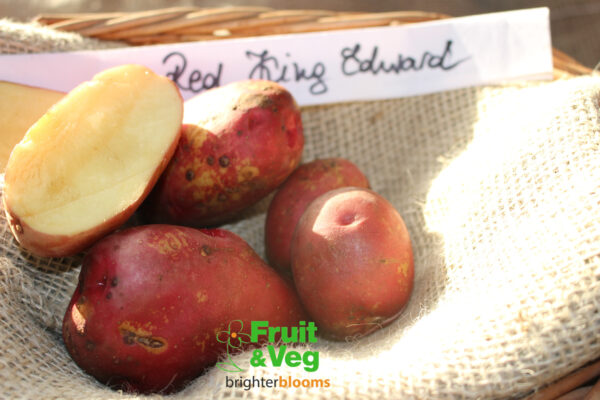 Seed Potato Red King Edward