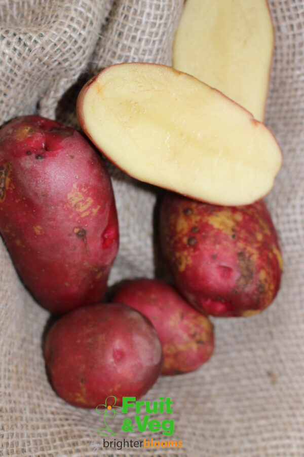 Seed Potato Red King Edward - Image 7