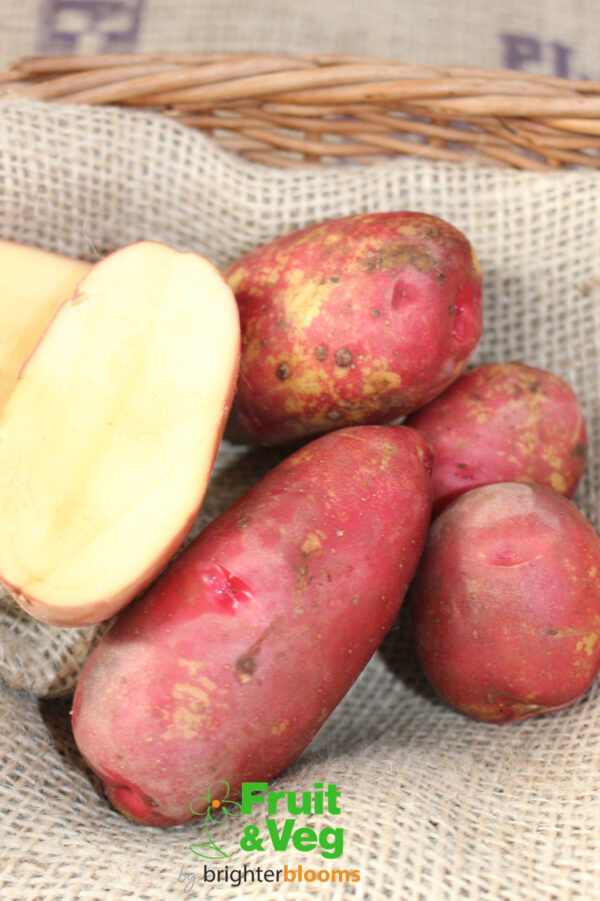 Seed Potato Red King Edward - Image 6