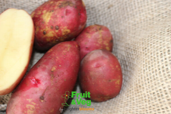 Seed Potato Red King Edward - Image 5