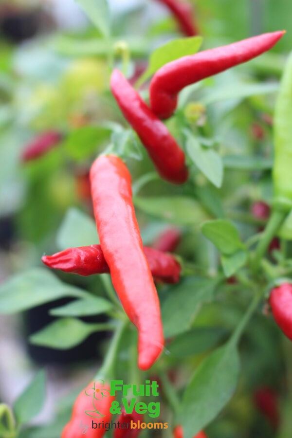 3 Pepper Ring O Fire - Image 2