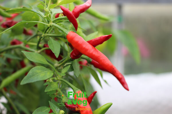 3 Pepper Ring O Fire - Image 5