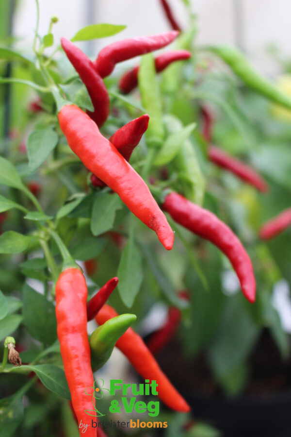 3 Pepper Ring O Fire