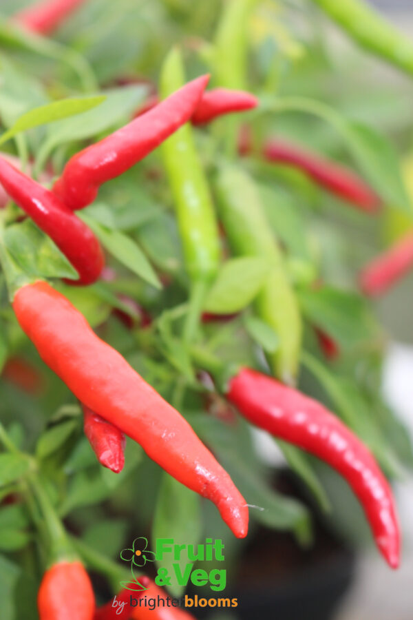 3 Pepper Ring O Fire - Image 4