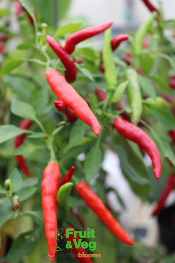 3 Pepper Ring O Fire - Image 3