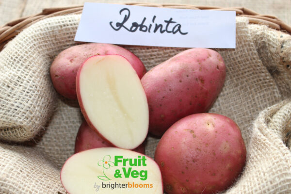 Seed Potato Robinta (Organic)