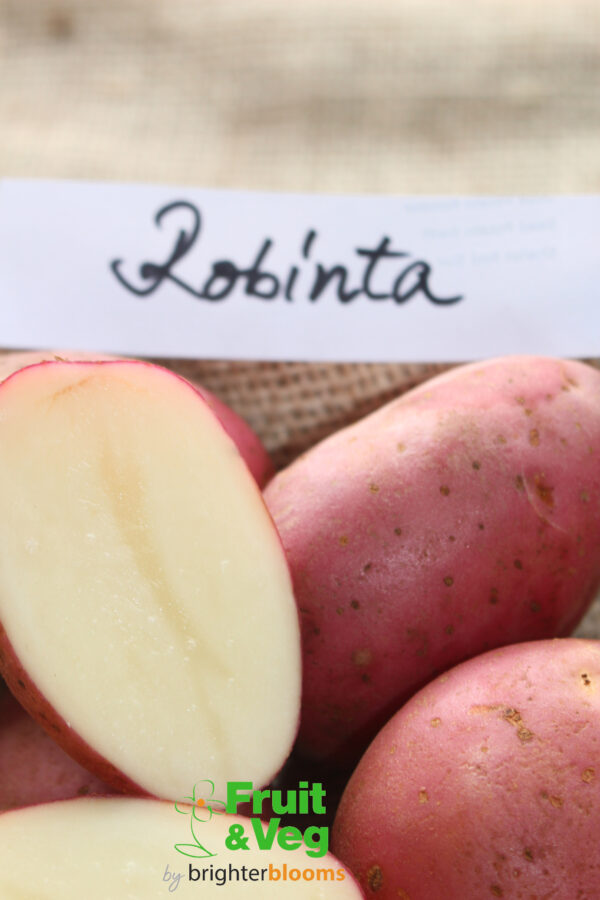 Seed Potato Robinta (Organic) - Image 4