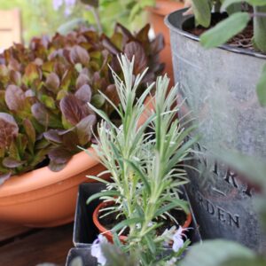 Herb Seeds