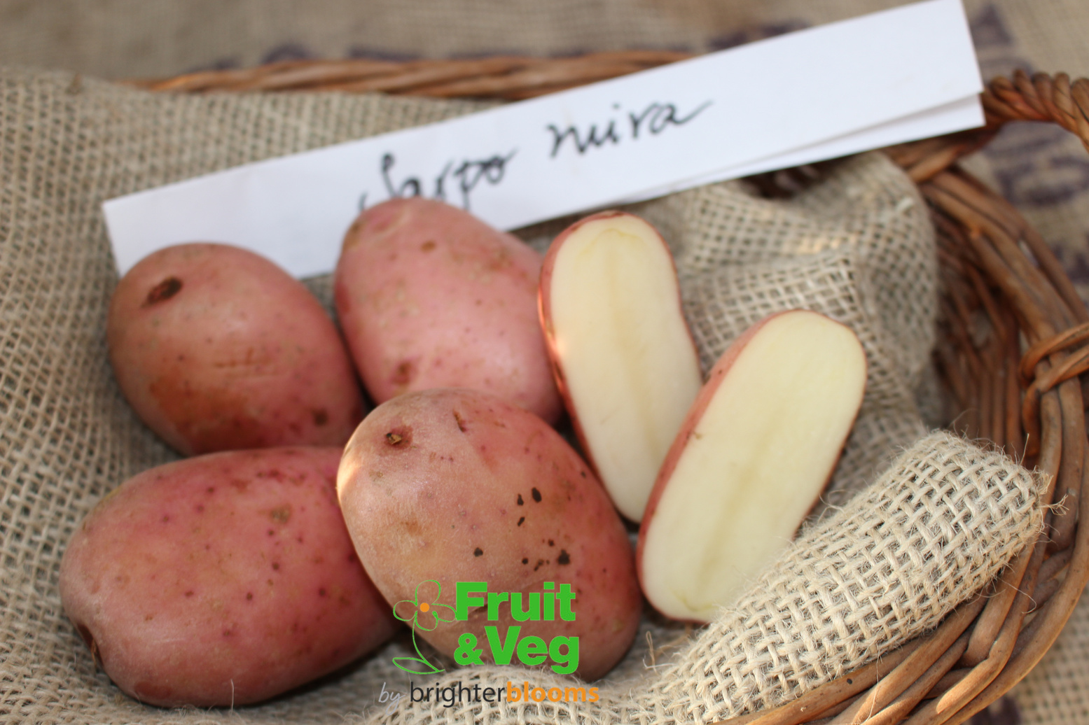 Seed Potato Organic Sarpo Mira Grow Veg & Fruit by Brighter Blooms
