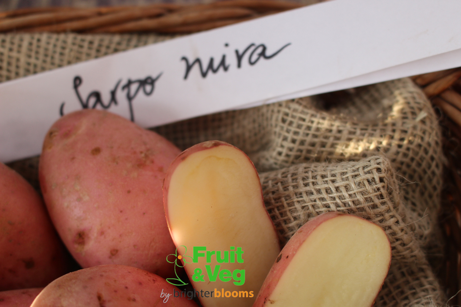 Seed Potato Sarpo Mira Grow Veg & Fruit by Brighter Blooms