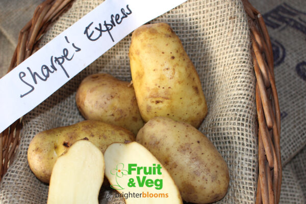 Seed Potato Sharpe's Express