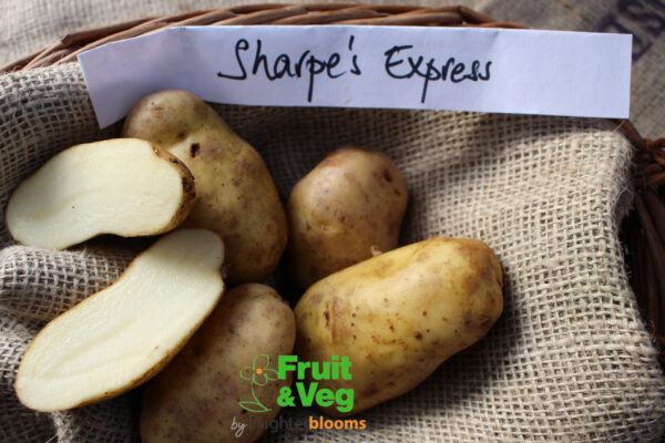 Seed Potato Sharpe's Express - Image 5