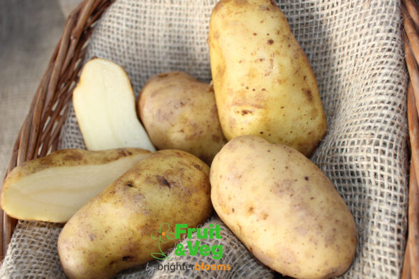 Seed Potato Sharpe's Express - Image 4