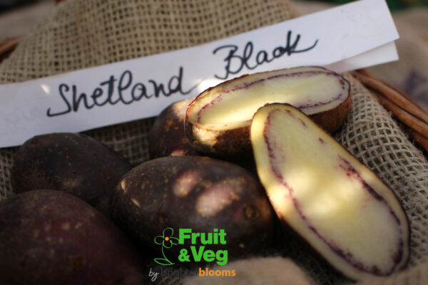 Seed Potato Shetland Black
