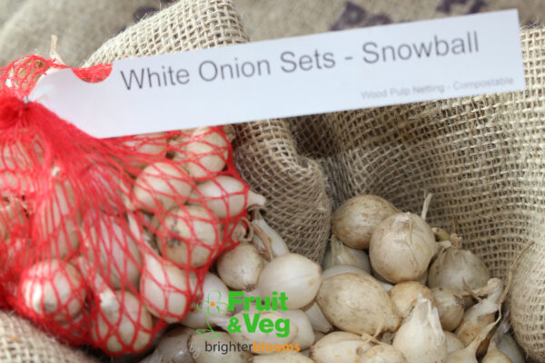 Onion Set Snowball - Image 7