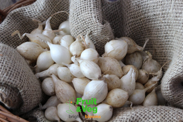 Onion Set Snowball - Image 8
