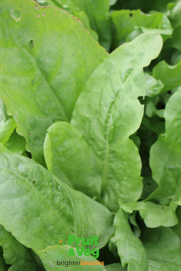 Large Leaved French Sorrel - Image 2