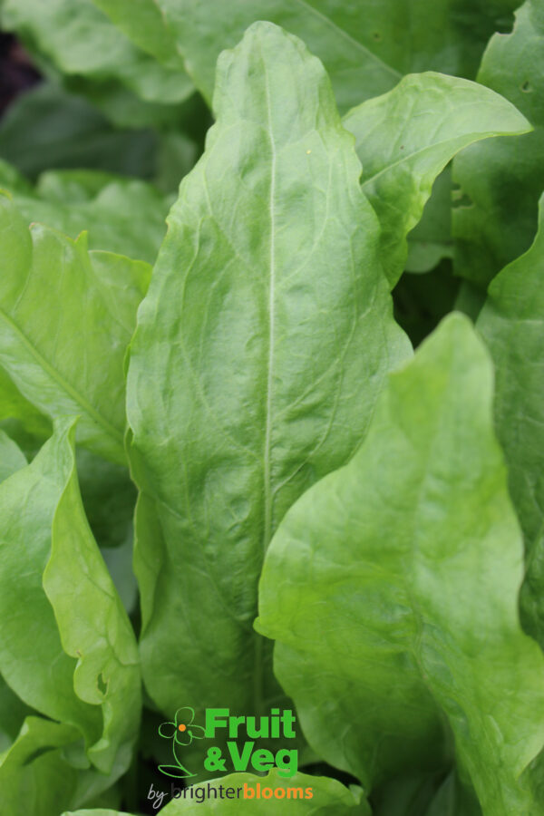 Large Leaved French Sorrel