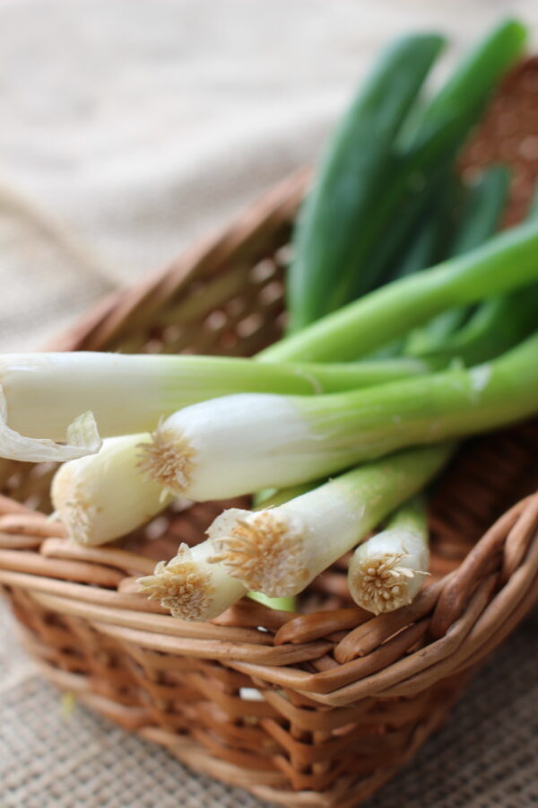 Spring Onion White Lisbon