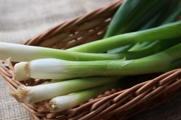 Spring Onion White Lisbon - Image 3