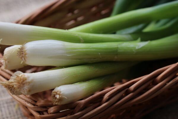 Spring Onion White Lisbon - Image 4