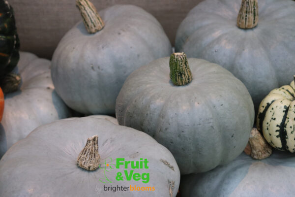 Crown Prince F1 - Winter Squash
