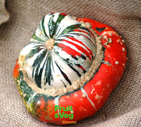 Turks Turban - Winter Squash