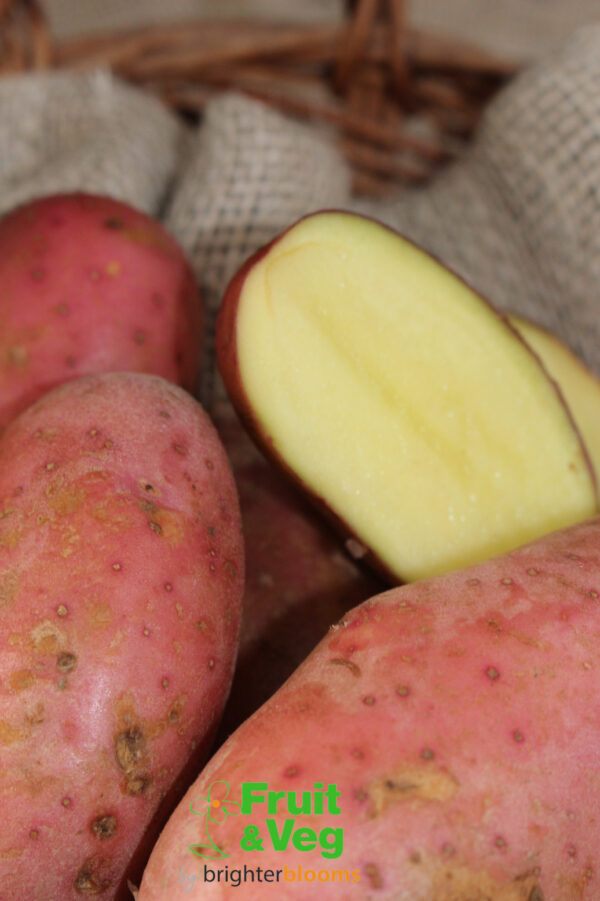 Seed Potato Sunset (Organic) - Image 3