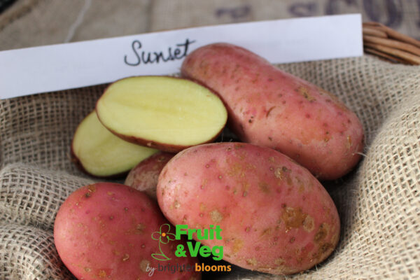 Seed Potato Sunset (Organic)