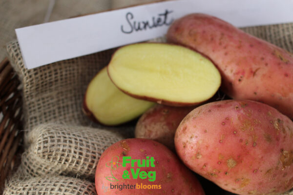 Seed Potato Sunset (Organic) - Image 5