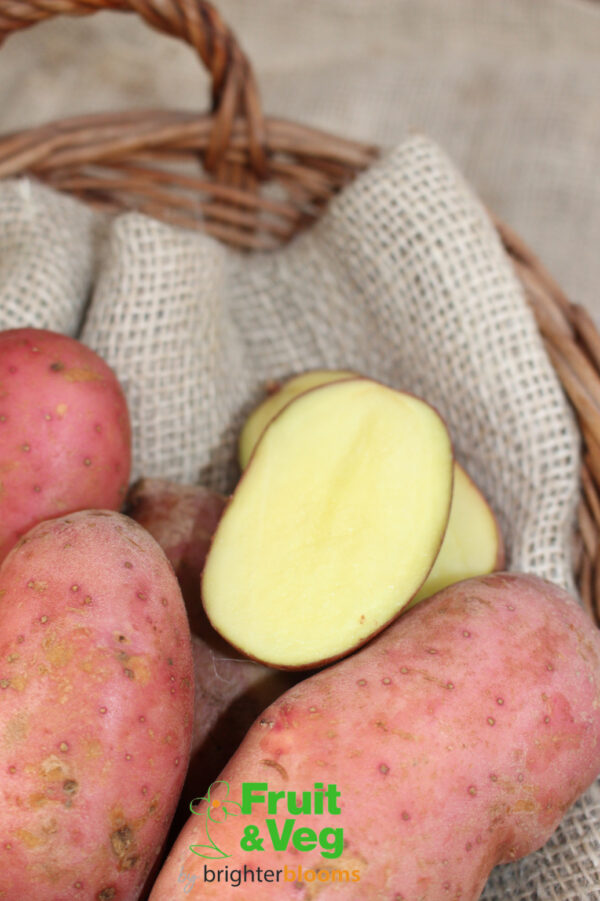 Seed Potato Sunset (Organic) - Image 4