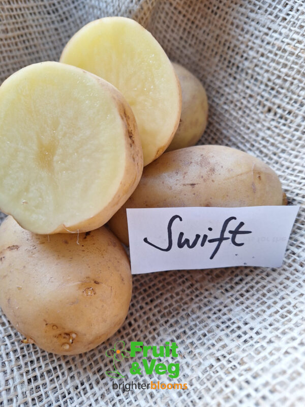 Seed Potato Swift