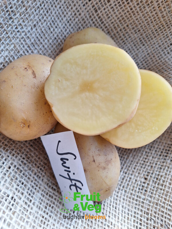 Seed Potato Swift - Image 5