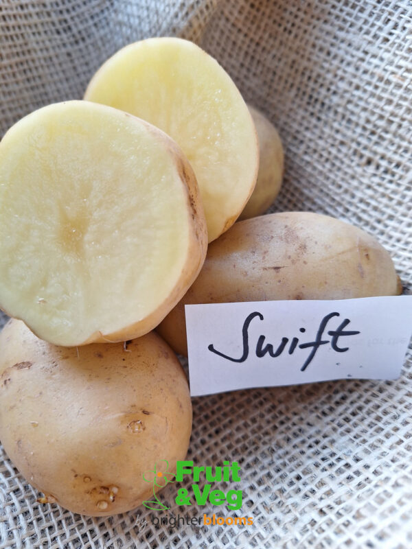Seed Potato Swift - Image 3