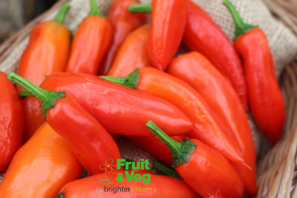 3 Pepper Tangerine Dream - Image 2