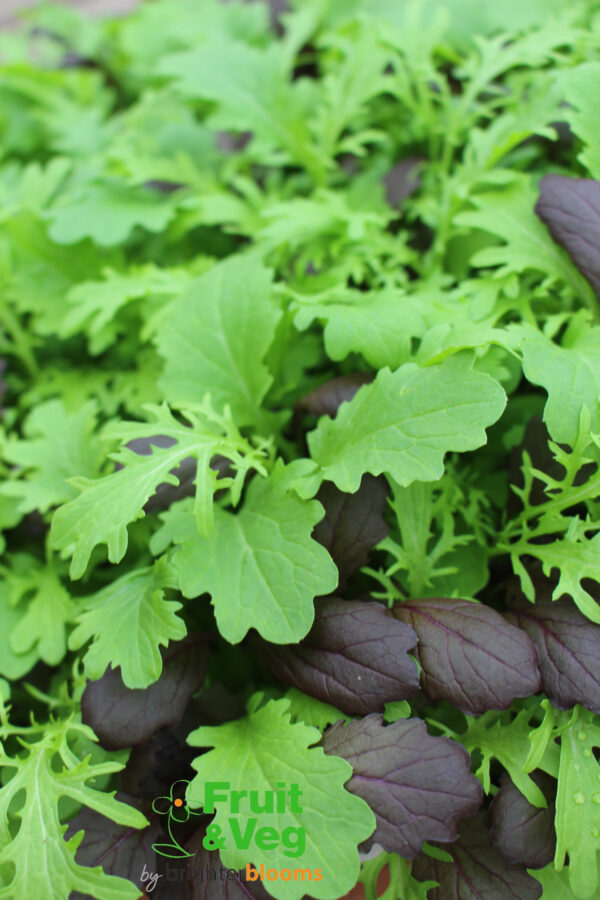 Tasty Mustard Mix - Image 4