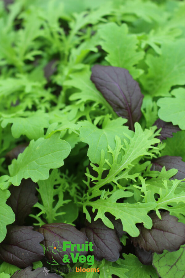 Tasty Mustard Mix - Image 3