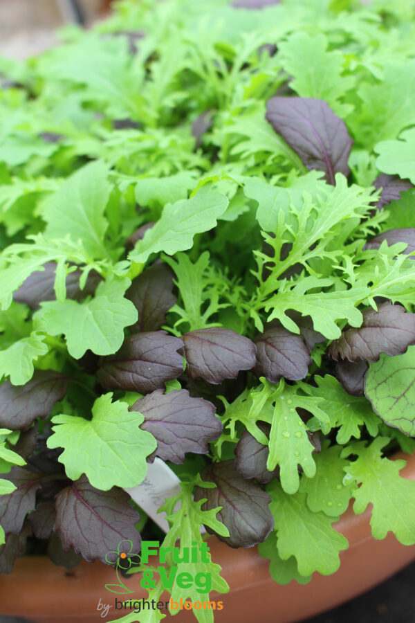 Tasty Mustard Mix - Image 2