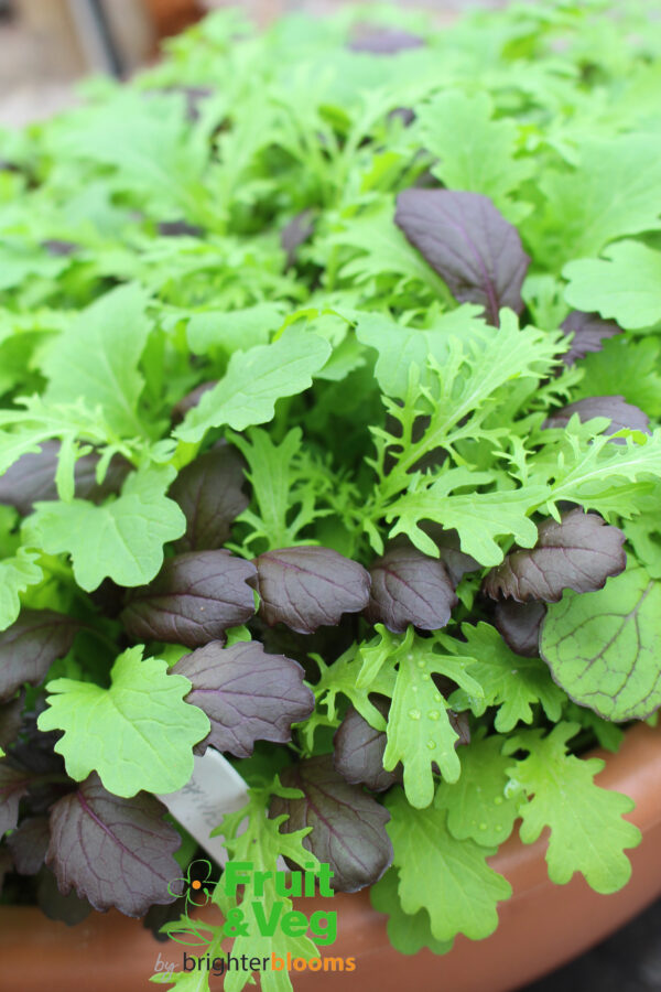 Tasty Mustard Mix