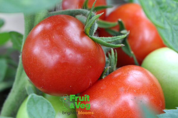 Tomato Moneymaker (Red)
