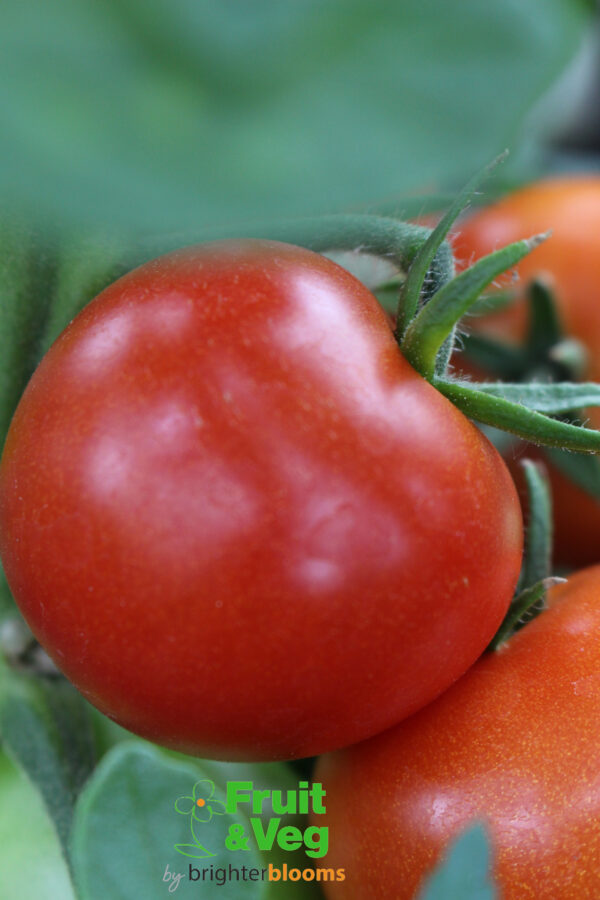 4 Tomato Shirley