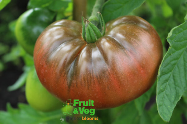 4 Tomato Black Russian