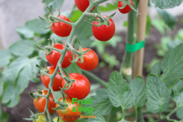 4 Tomato Sungrape - Image 3