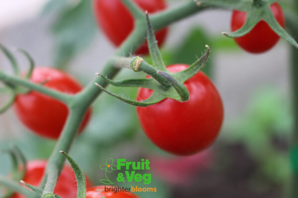 4 Tomato Modus - Cherry Plum - Image 3