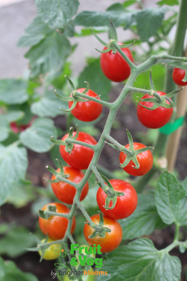 4 Tomato Modus - Cherry Plum - Image 4