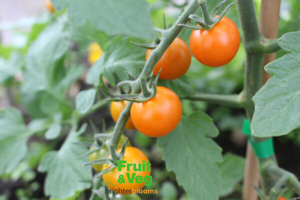 Tomato Sungold F1 (Golden) - Image 3